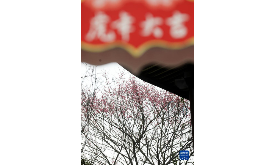 1月20日在湖南省资兴市一小区拍摄的梅花。

　　当日是二十四节气中的大寒，多地梅花凌寒绽放。

　　新华社发（李科 摄）