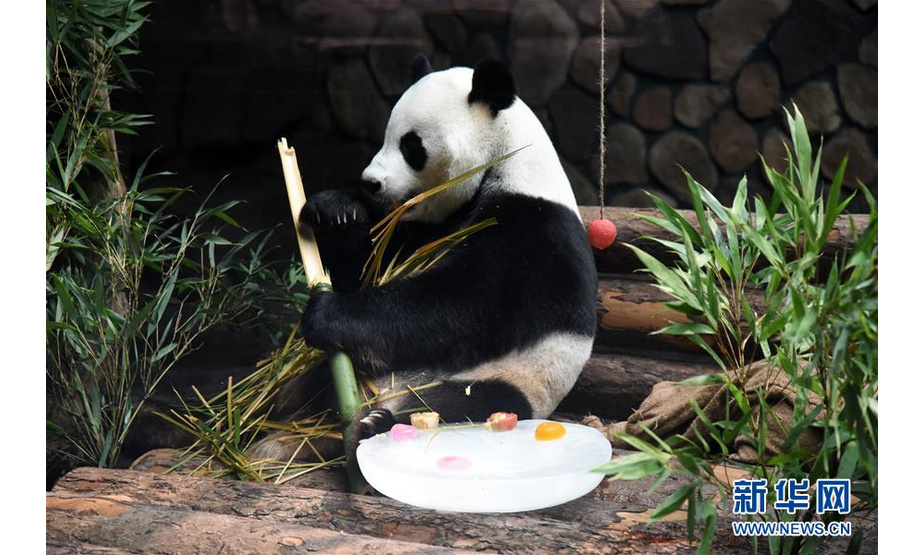 7月15日，济南野生动物世界的大熊猫“二喜”在冰块旁享用园区工作人员为它准备的新鲜竹子。新华社记者 王凯 摄