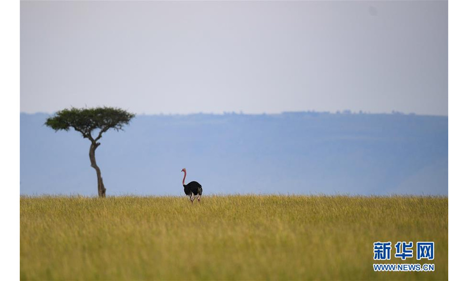 6月18日，在肯尼亚马赛马拉国家保护区，一只鸵鸟在觅食。  新华社记者 李琰 摄