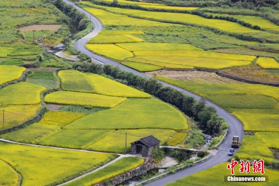 金色的稻田与蜿蜒的乡村小路交错相拥。詹东华 摄