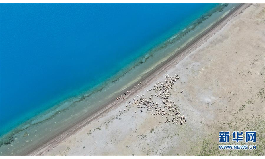 一群羊来到羊湖边喝水（7月22日无人机拍摄）。 羊卓雍错简称羊湖，位于西藏山南市浪卡子县境内。7月，西藏进入雨季，羊卓雍错降雨丰富，自然景色壮丽奇美。 新华社记者 晋美多吉 摄