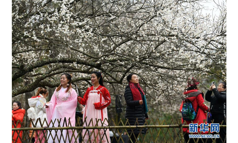 1月14日，游客在贵州省荔波县万亩梅原赏花观光。新华社记者 杨文斌 摄

